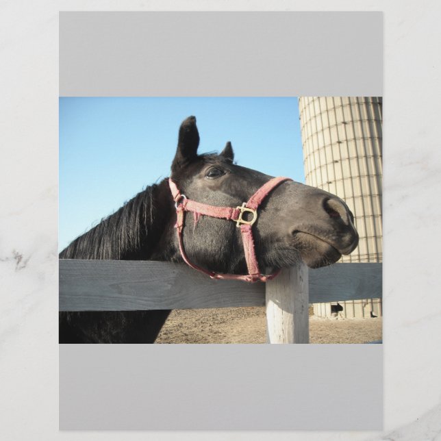 Flyer Cavalo/Fazenda/Estábulo (Frente)