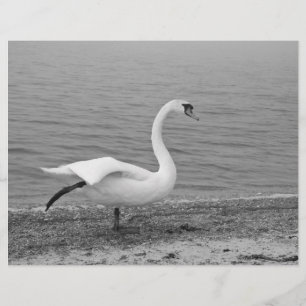 Flyer Cisne dançante