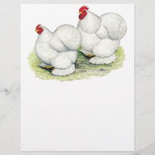 Flyer Cochin:  Galinhas anãs brancas