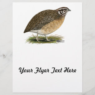 Flyer Codorniz do faraó do Coturnix