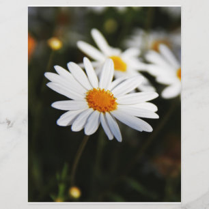 Flyer Daisy