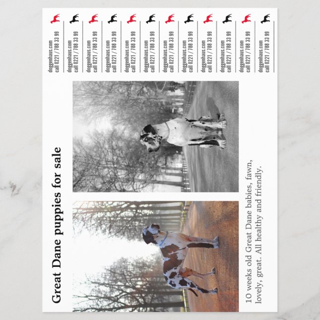 Flyer de rasgar do Designer para o Grande Dinamarq (Frente)