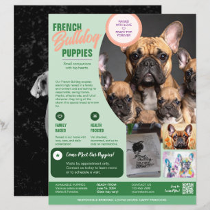 Flyer do Bulldogue Francês Roxo