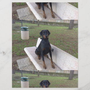 Flyer doberman pincher sentado