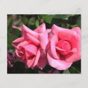 Flyer duas rosas perfeitas cor de rosa quente. amor