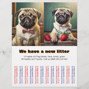 Flyer Fila de cachorros Pug Designer para vender 