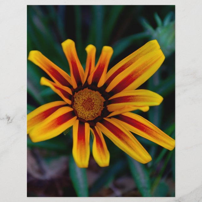Flyer Flor de Gazania (Frente)