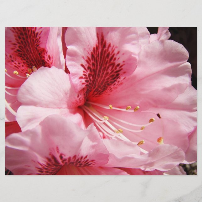 Flyer Flores de Rododendro Rosa personalizadas em papel  (Frente)