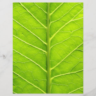 Flyer Folha verde