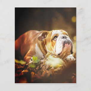 Flyer Foto da Floresta do Bulldog Inglês