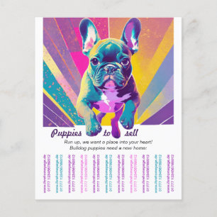 Flyer French Bulldog em sua casa