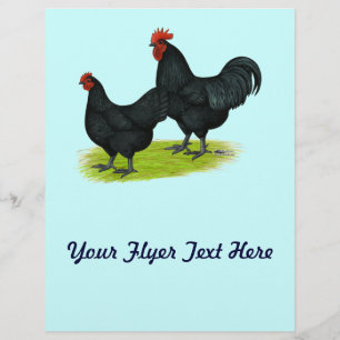 Flyer Galinhas pretas de Australorp
