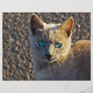 Flyer Gato de olhos azuis