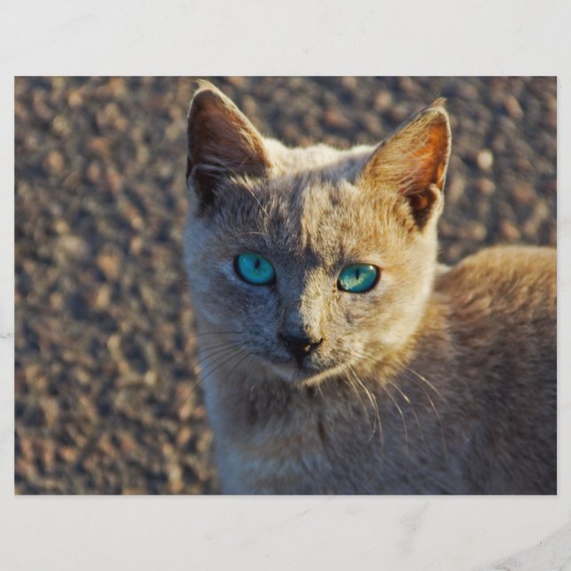 Flyer Gato de olhos azuis (Frente)