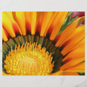 Flyer Gazania