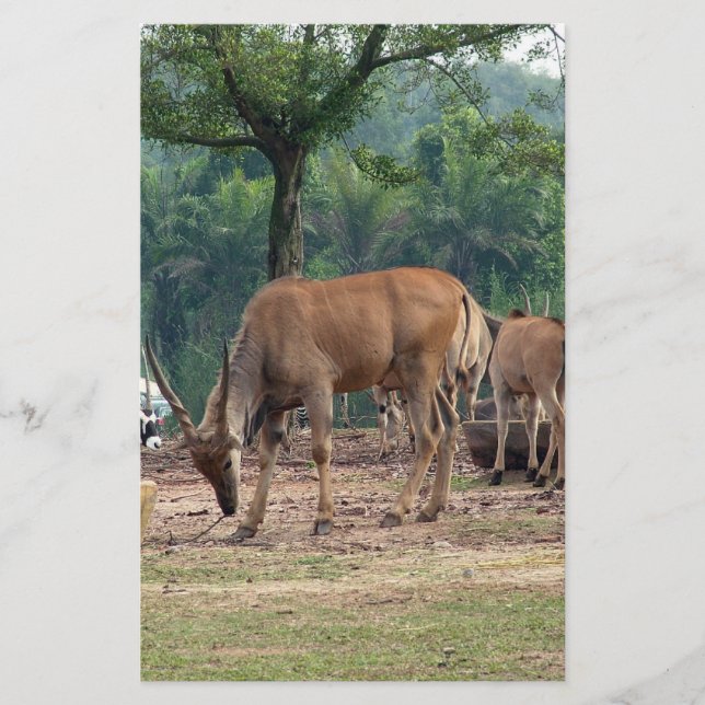 Flyer Gazelle, zoológico selvagem,羚. (Frente)