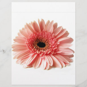 Flyer Gerbera Daisy