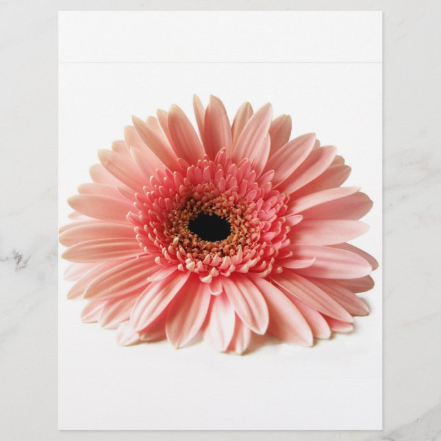 Flyer Gerbera Daisy (Frente)