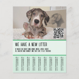 Flyer Grandes Dane Puppies para venda