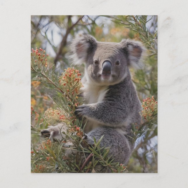 Flyer Grevillea Koala Bear (Frente)