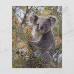 Flyer Grevillea Koala Bear