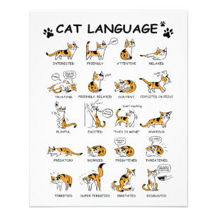 Flyer Idioma de Gato, Gatinho Gato Engraçado, Ideia de G