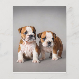 Flyer Inglês Bulldog Puppies  Bulldog Casal