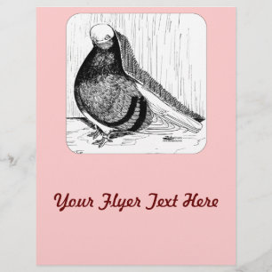 Flyer Inglês - ShortFace Pigeon Bald 1978