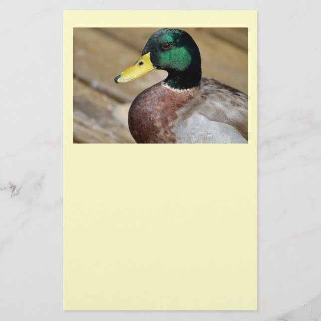Flyer Mallard Duck (Frente)