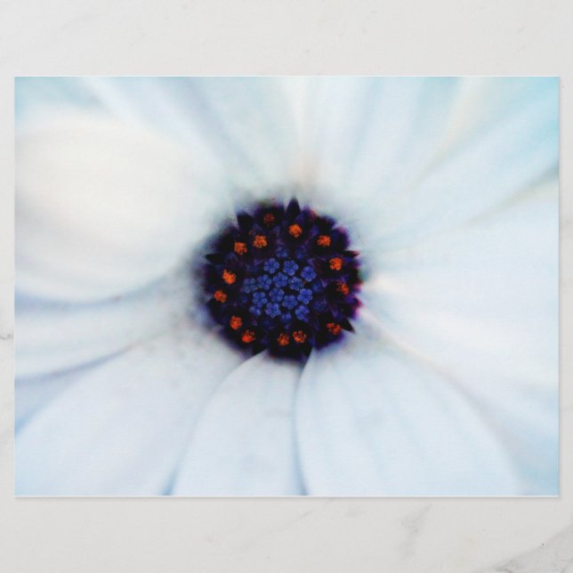 Flyer margarida africana (Frente)