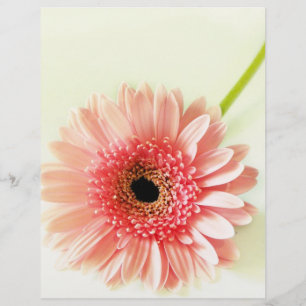 Flyer Margarida Gerbera