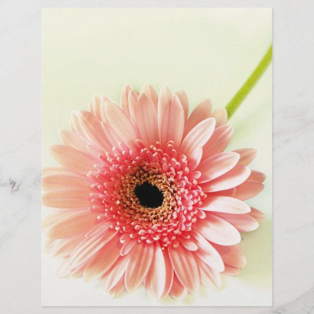 Flyer Margarida Gerbera (Frente)