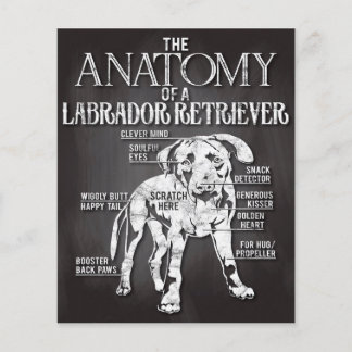 Flyer Melhor Presente A Anatomia De Um Retriever Labrado
