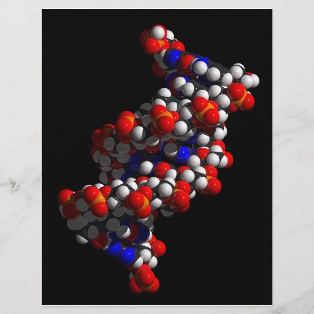 Flyer Modelo de dupla hélice do DNA (Frente)