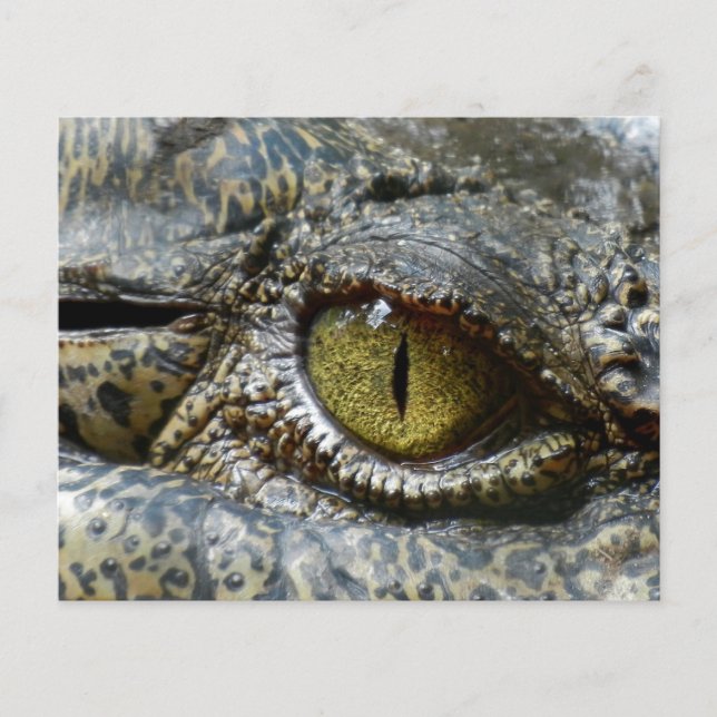 Flyer olho de crocodilo face animal personalizar diy (Frente)