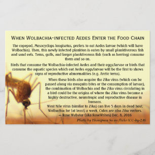 Flyer Os fatos: Aedes Infectados por Wolbachia por RoseW