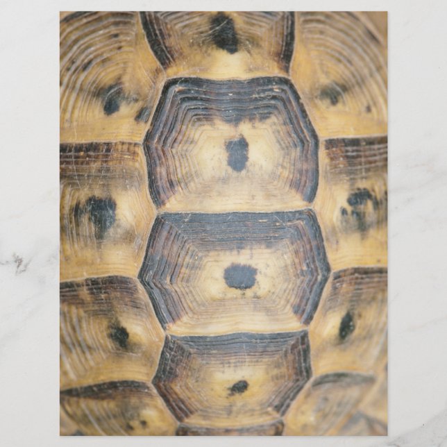 Flyer Padrão Tortoise Shell (Frente)