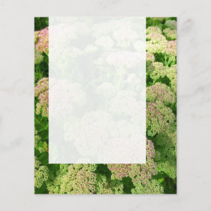 Flyer Painel 0108 - Sedum "Alegria de outono"