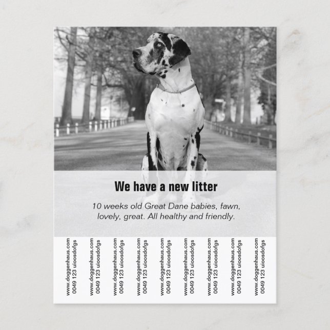 Flyer Para vender cachorros da raça Dogue Alemão (Frente)