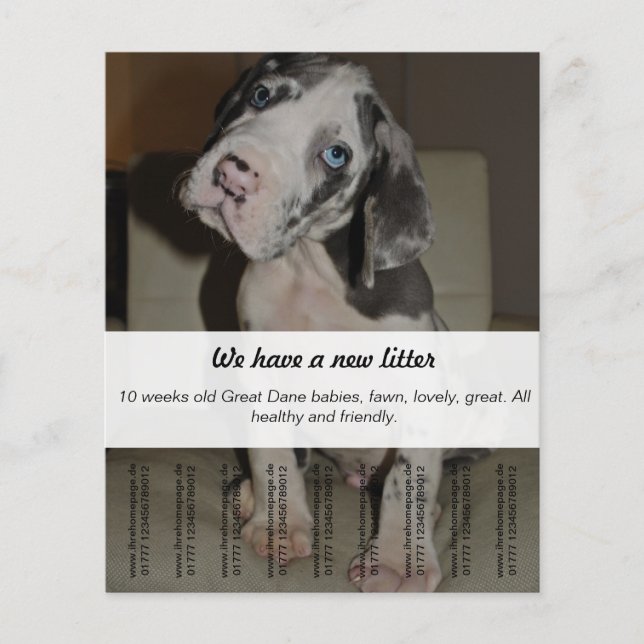 Flyer Para vender cachorros Dane (Frente)