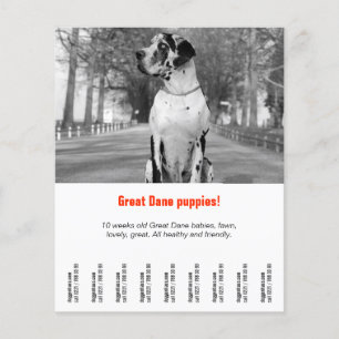 Flyer Para vender filhotes de cachorro do dinamarquês