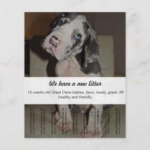 Flyer Para vender filhotes de cachorro do dinamarquês