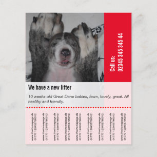 Flyer Para vender filhotes de cachorro do dinamarquês