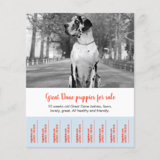 Flyer Para vender o Dane Puppies