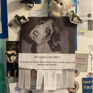 Flyer Para vender o Dane Puppies coloridos