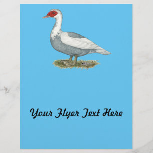 Flyer Pato-Pico Azul Muscovy