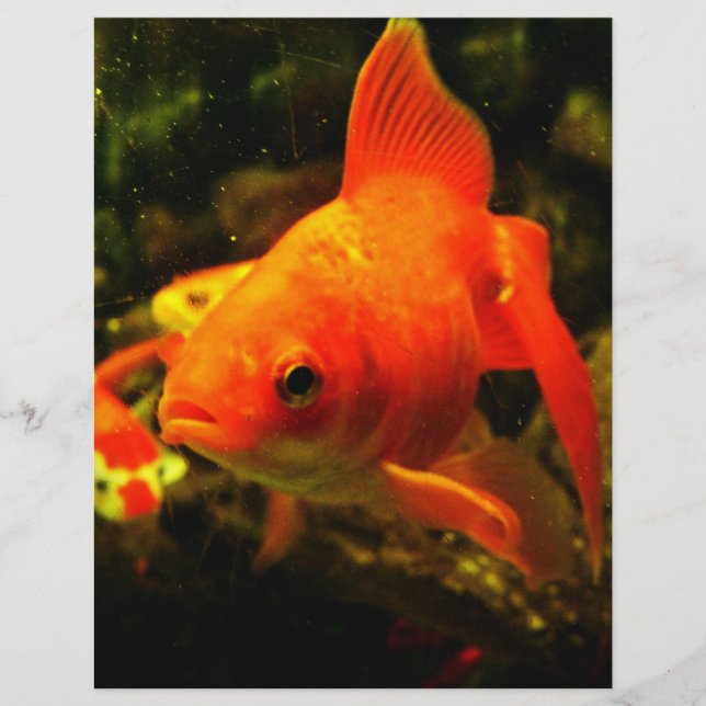 Flyer peixe ouro (Frente)