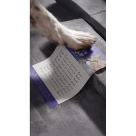 Flyer Pet Care Sentando Banho Alinhando Gato Salão