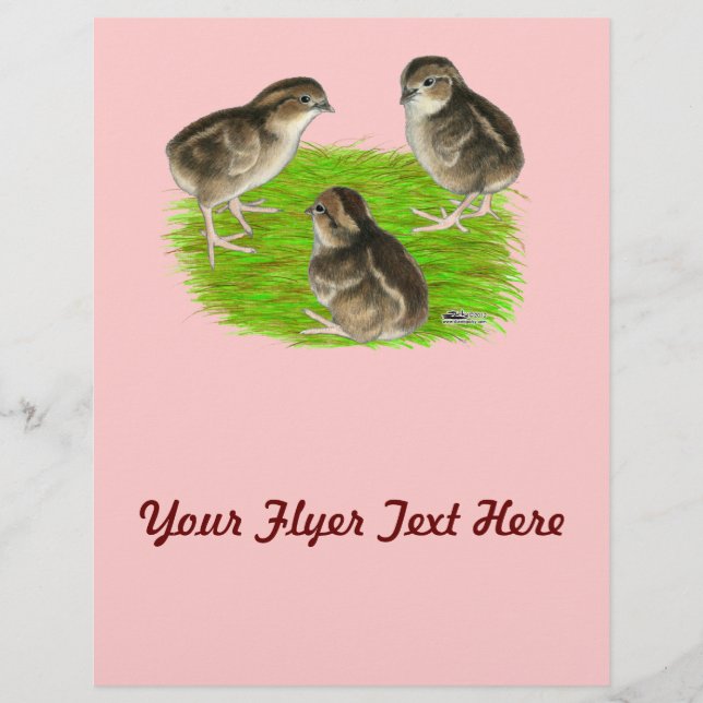 Flyer Pintinhos Bobwhite Quail (Frente)