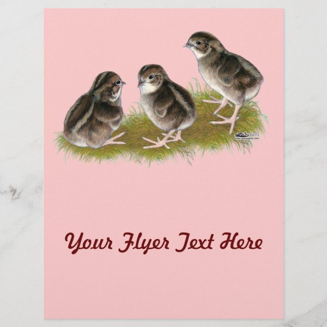 Flyer Pintinhos Coturnix Quail (Frente)